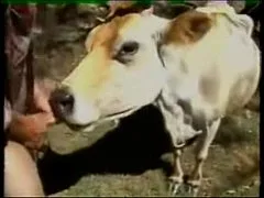 คลิปโป๊ในตำนาน คนเย็ดหีวัว หนุ่มฝรั่งให้งัวเลียควยเสร็จ จับหางยกกระเด้ารูหีโคตัวเมียไม่ยั้ง