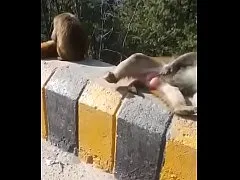 คลิปแอบถ่าย แนวแปลก ลิงนั่งชักว่าวกลางแจ้ง ควยนี่แดงเลย ชักรัวจัดจนน้ำแตกเต็มมือ เลียมือต่อด้วย